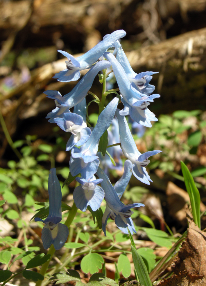 Изображение особи Corydalis ambigua.