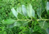 Salix latifolia. Верхяя часть побега. Ярославская обл., Переславский р-н, с. Елизарово, берег р. Шаха. 09.07.2011.