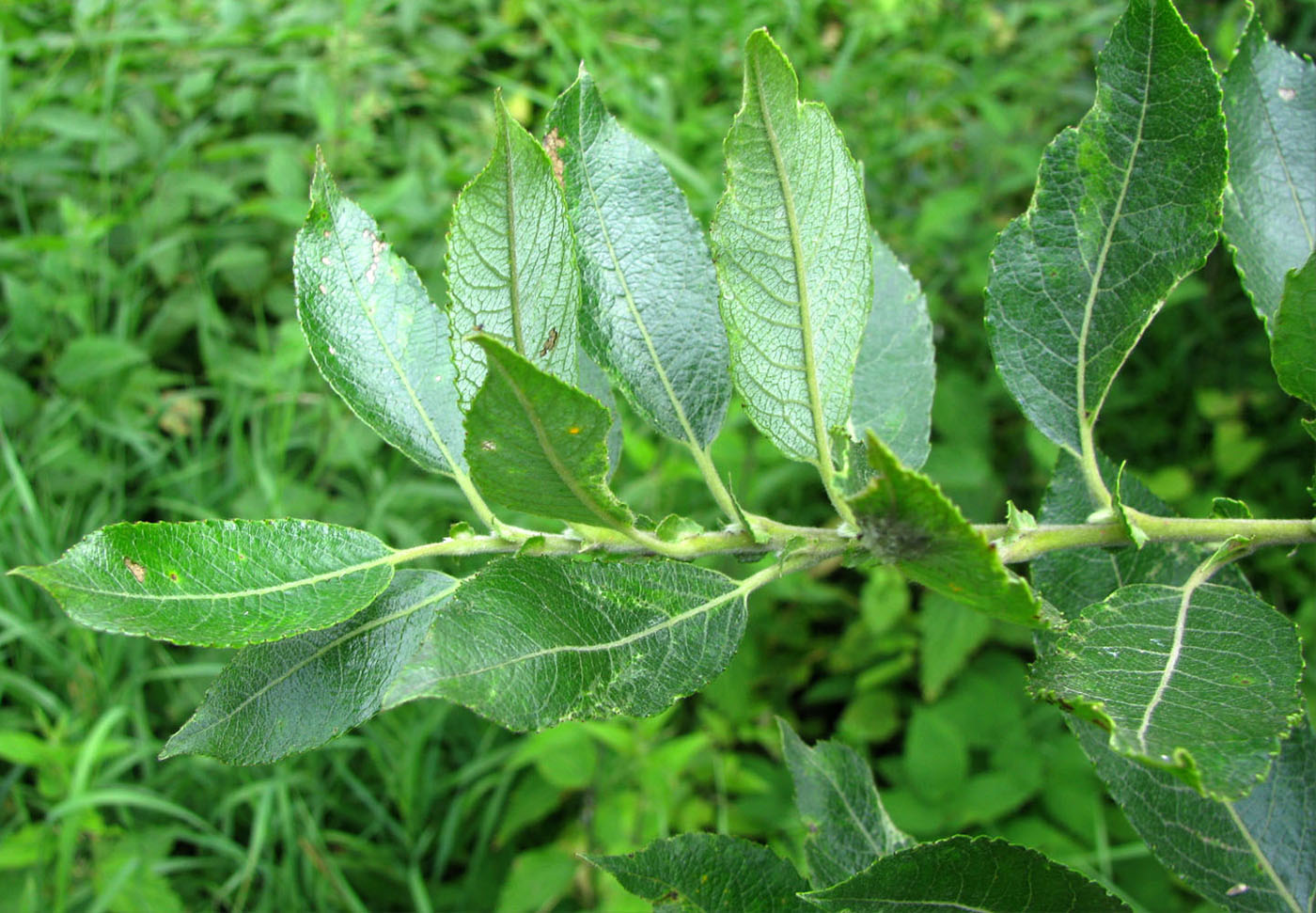 Image of Salix latifolia specimen.