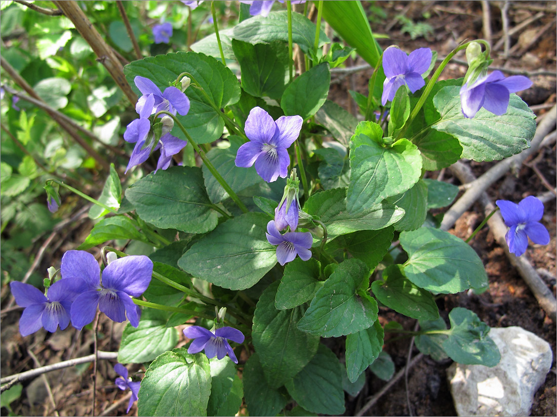 Image of Viola ruppii specimen.