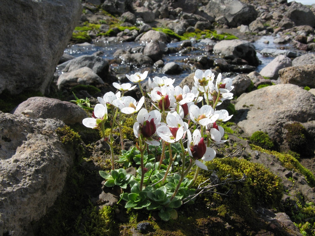 Изображение особи Micranthes merkii.