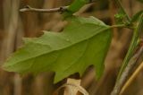 Atriplex patula