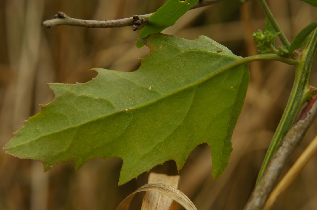 Изображение особи Atriplex patula.