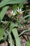 Tulipa bifloriformis