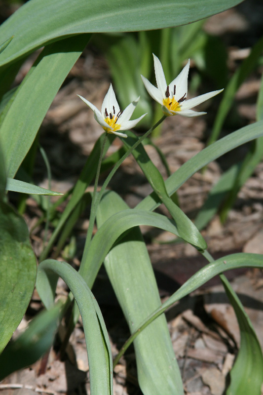 Изображение особи Tulipa bifloriformis.