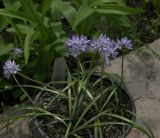 Scilla verna