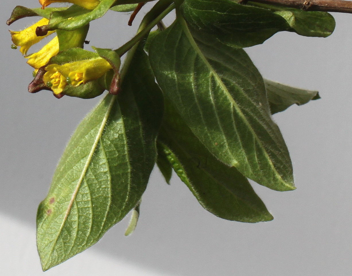 Image of Lonicera involucrata var. ledebourii specimen.