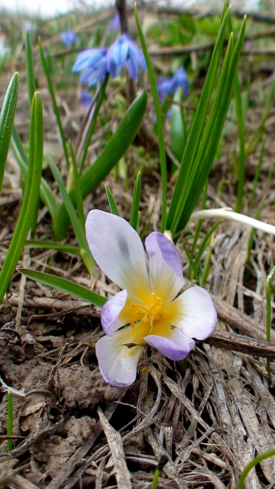 Image of Crocus adamii specimen.