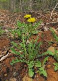 Taraxacum