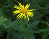 Inula salicina. Верхушка цветущего растения. Курская обл., г. Железногорск. 18 июля 2007 г.