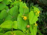 Hypericum androsaemum. Верхушка побега с цветками и бутонами. Южный берег Крыма, Никитский ботанический сад. 22 мая 2012 г.