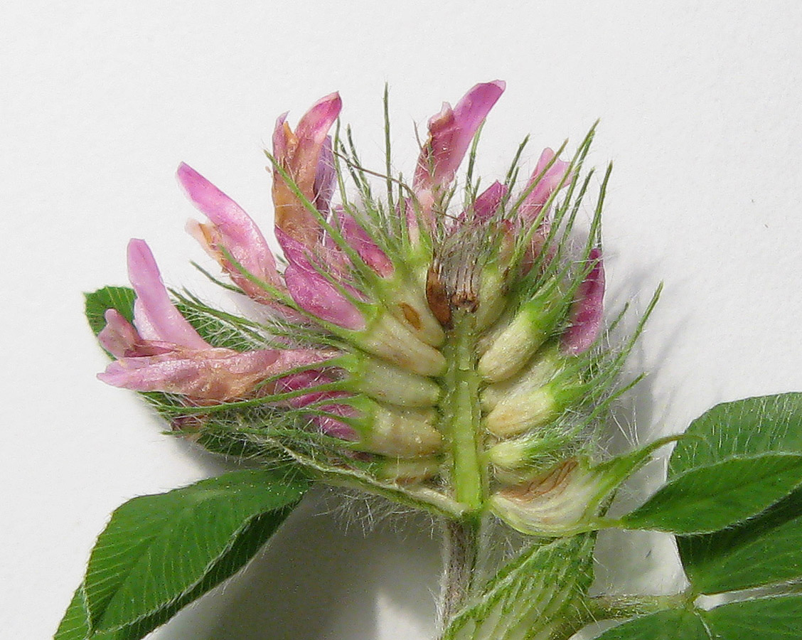 Изображение особи Trifolium pratense.