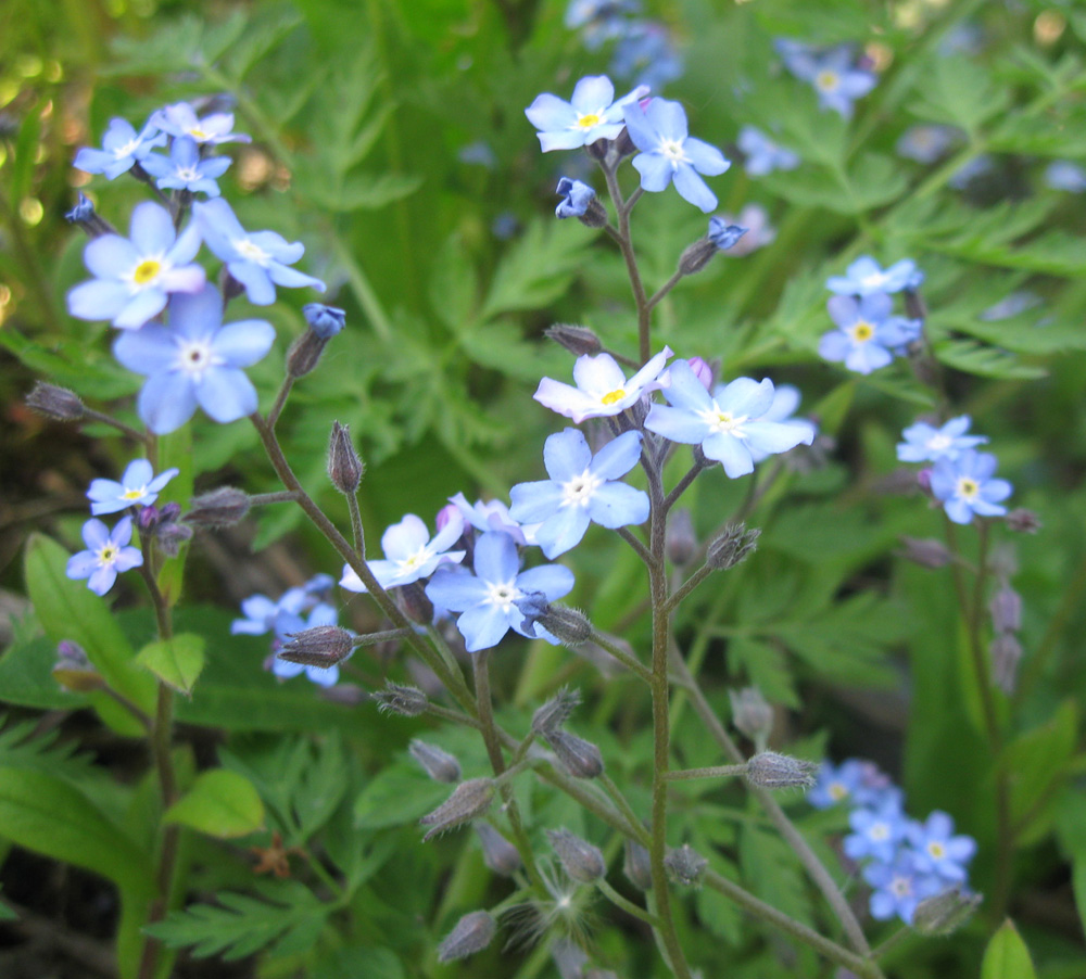 Image of Myosotis sylvatica specimen.