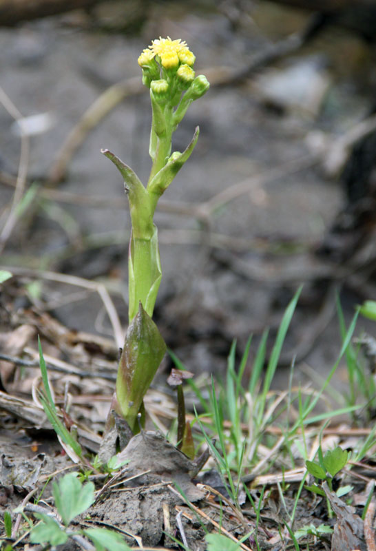 Image of Petasites radiatus specimen.