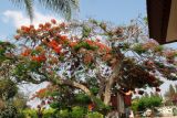 Delonix regia