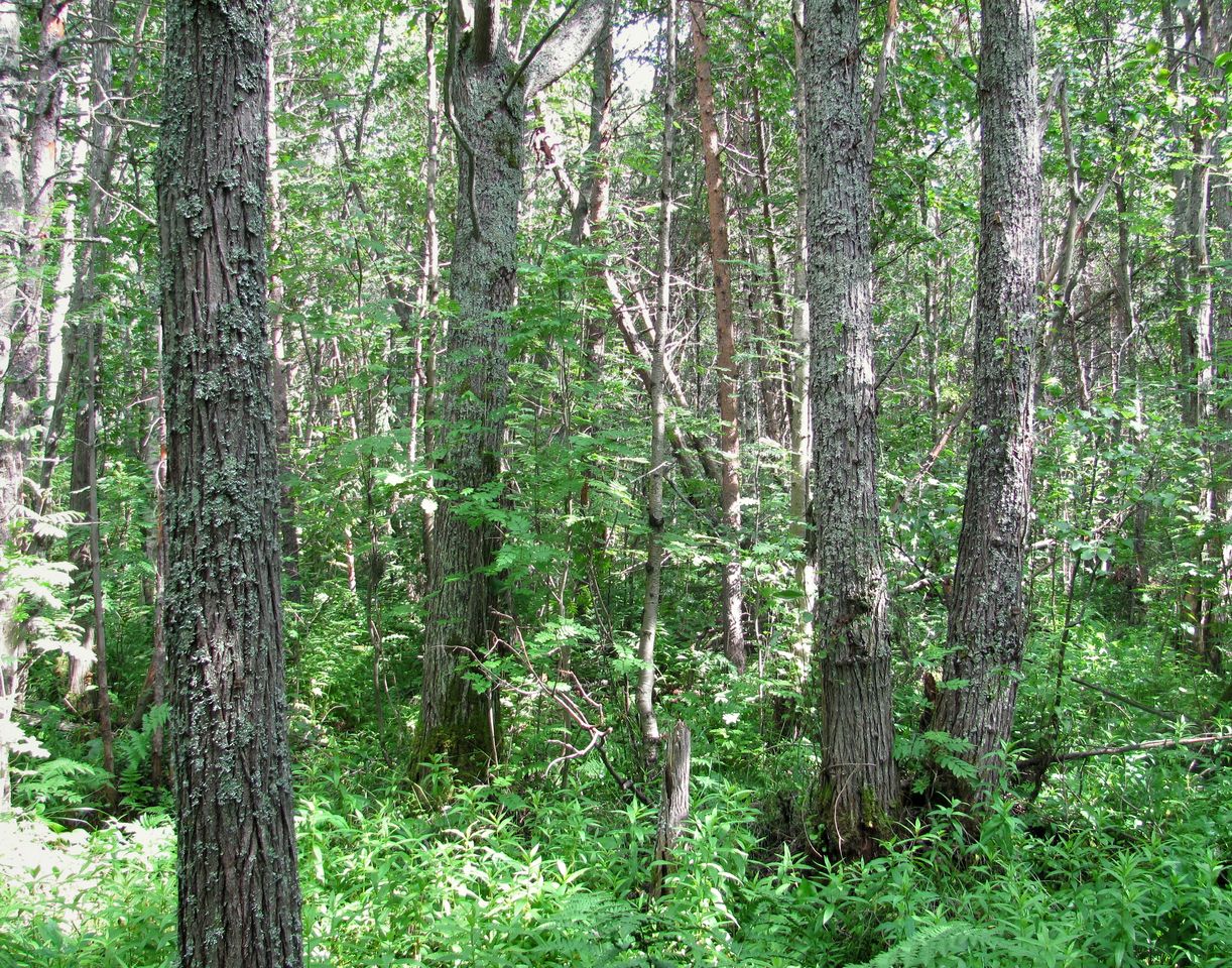Image of Salix pentandra specimen.