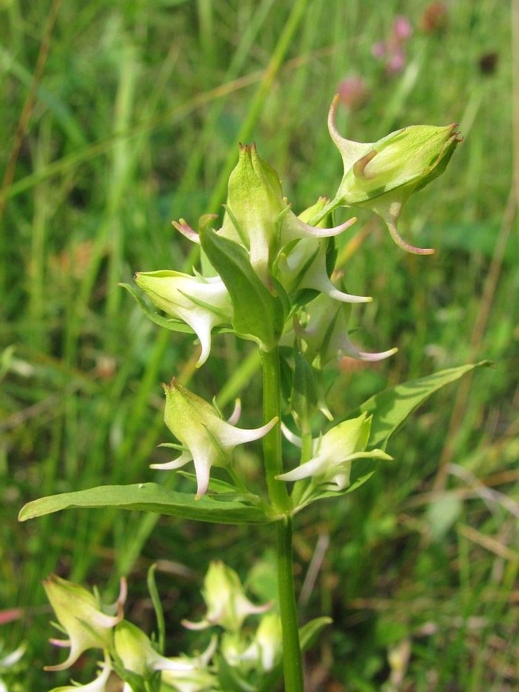 Image of Halenia corniculata specimen.