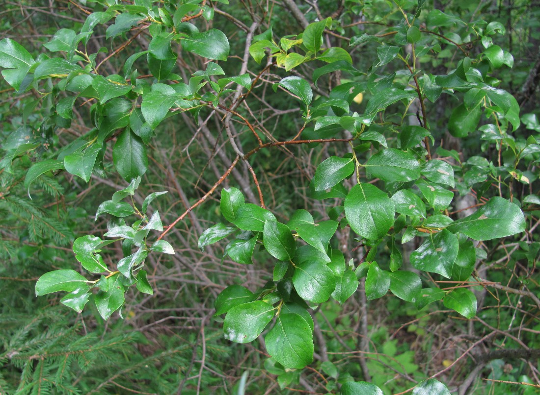 Image of Salix starkeana specimen.