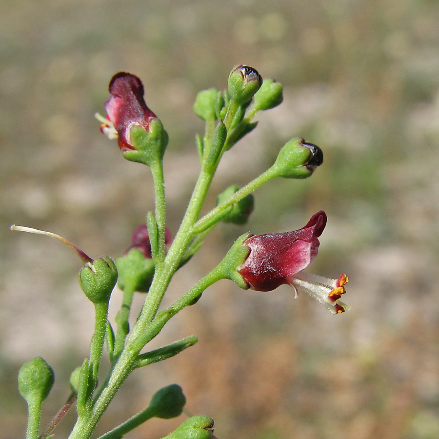 Image of Scrophularia cretacea specimen.