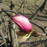 Magnolia &times; soulangeana