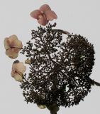 Hydrangea aspera