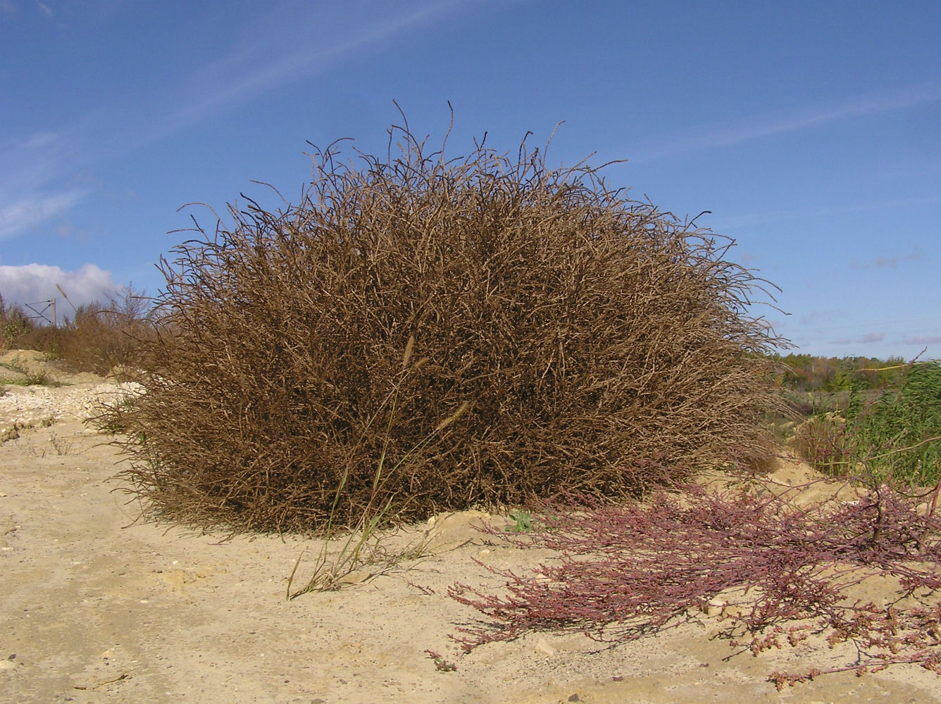 Изображение особи Salsola collina.