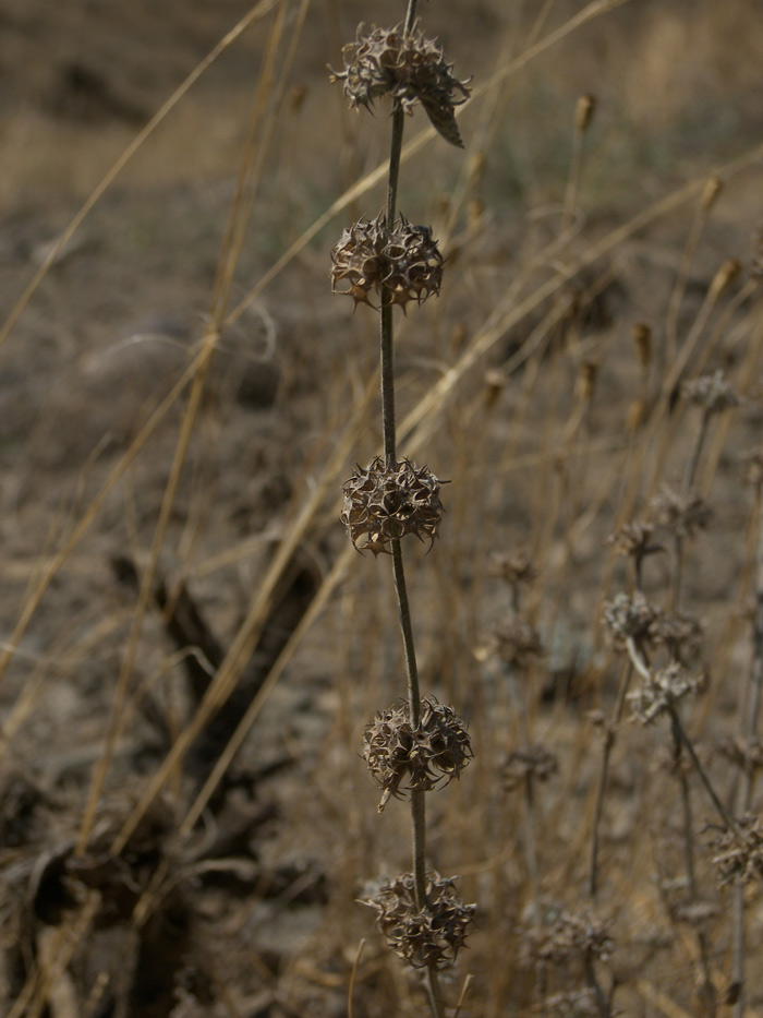 Изображение особи Marrubium persicum.