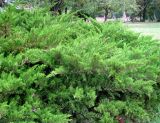 Juniperus sabina