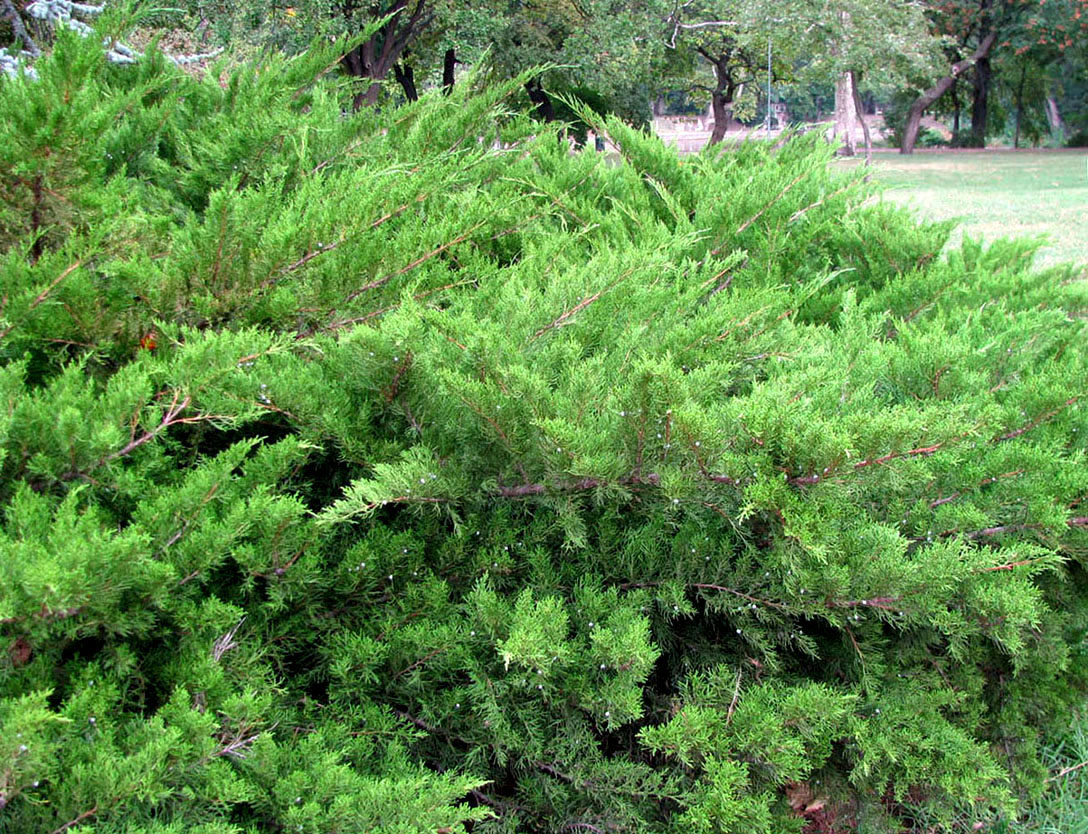 Image of Juniperus sabina specimen.