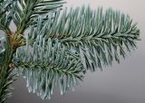 Abies procera