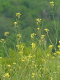 Sisymbrium polymorphum