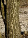Salix caprea. Нижняя часть ствола. Санкт-Петербург, 25 апреля 2009 г.