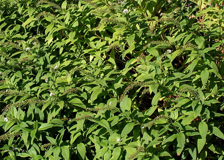 Image of Lysimachia clethroides specimen.