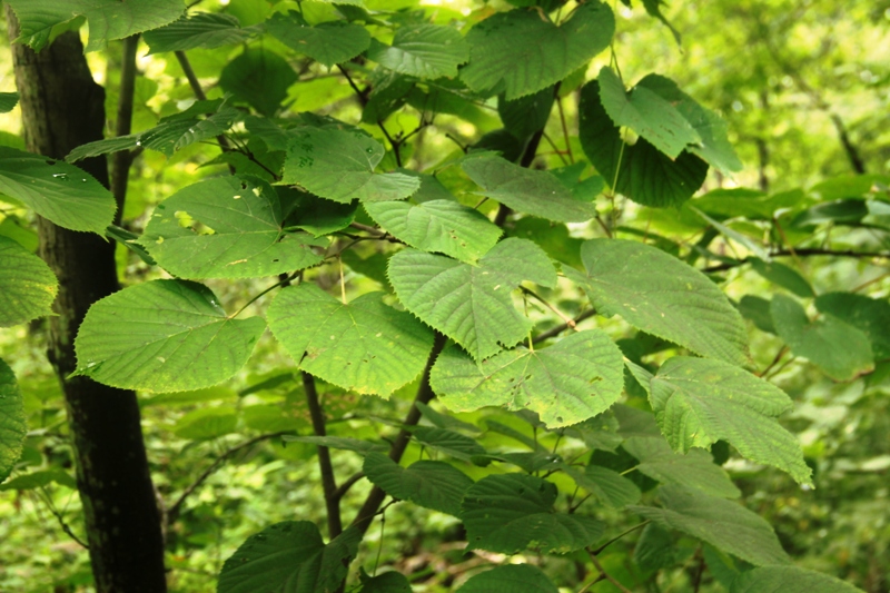 Image of genus Tilia specimen.