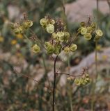 Peltaria angustifolia