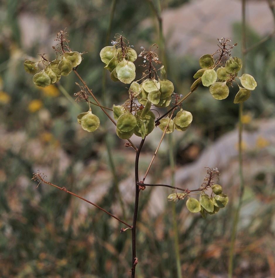 Изображение особи Peltaria angustifolia.