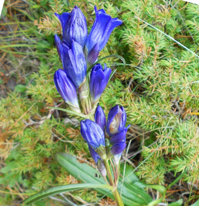 Изображение особи Gentiana decumbens.