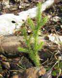 Lycopodium clavatum