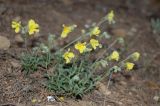 genus Helianthemum