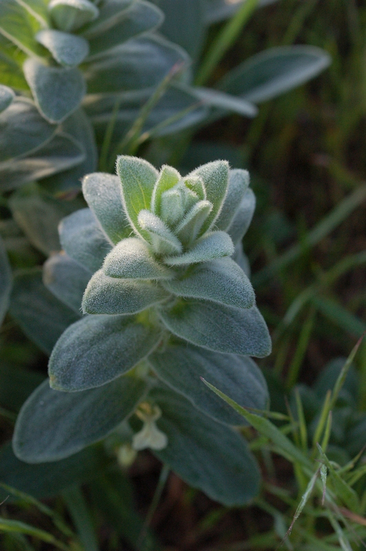 Image of Ajuga laxmannii specimen.