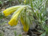 Onosma polyphylla