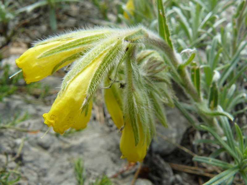 Image of Onosma polyphylla specimen.