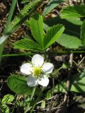 Fragaria campestris