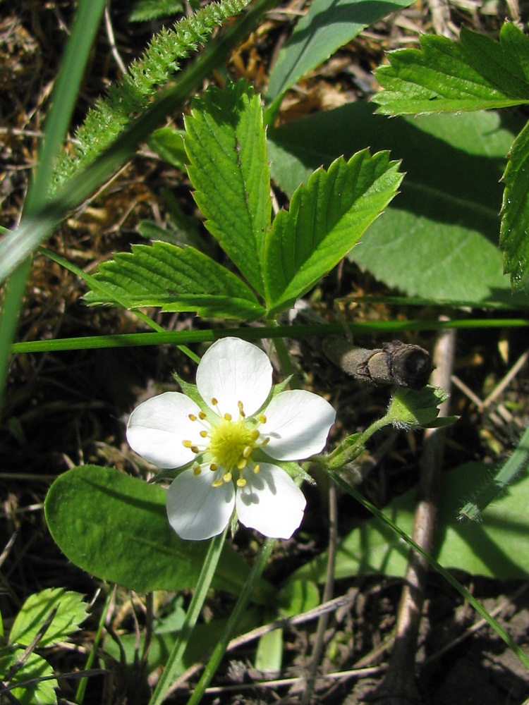 Изображение особи Fragaria campestris.