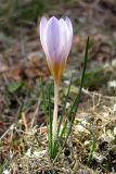 Crocus tauricus