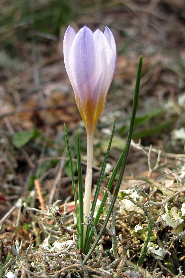 Изображение особи Crocus tauricus.