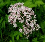 Valeriana alternifolia