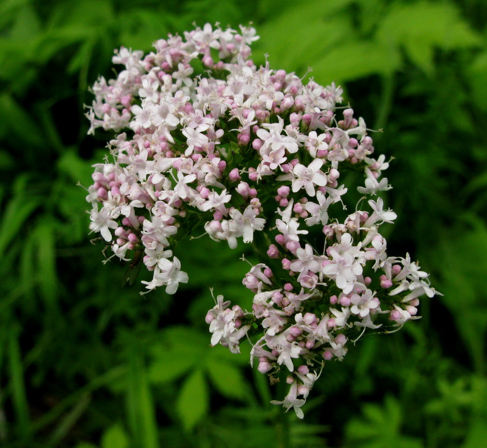 Image of Valeriana alternifolia specimen.