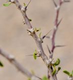 Image of taxon representative. Author is Татьяна Мальчинская