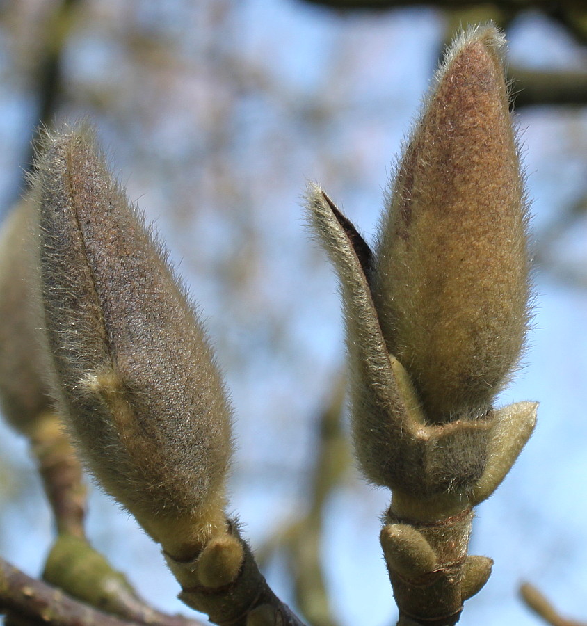 Image of Magnolia × soulangeana specimen.